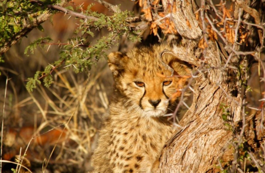 Okonjima Nature Reserve