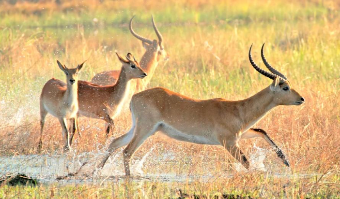 Chobe N.P.