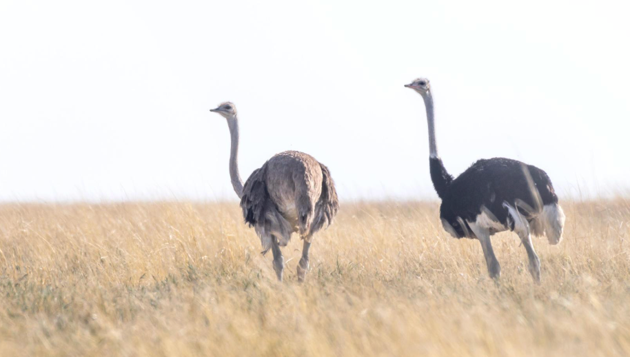 Chobe N.P. – Nata