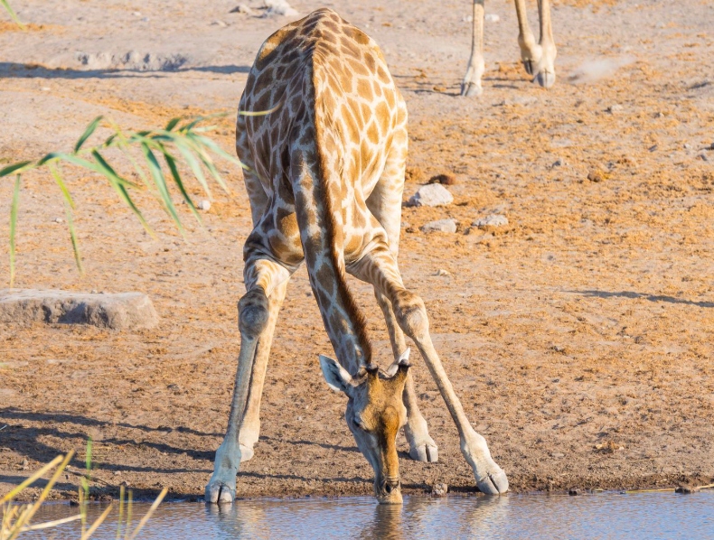 Damaraland – Etosha N.P.