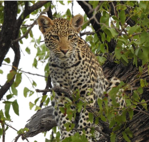 Etosha N.P.