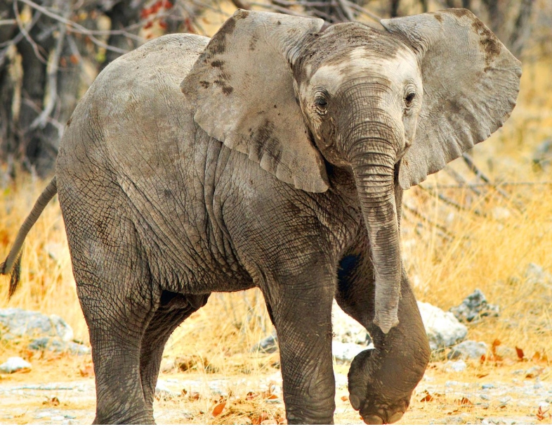 Etosha N.P. – Okonjima Nature Reserve