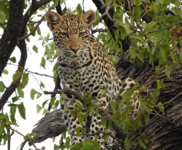 Sabi Sands – Johannesburg – Port Elizabeth