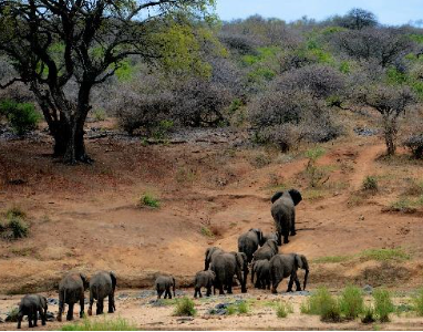 Sabi Sands Private Game Reserve