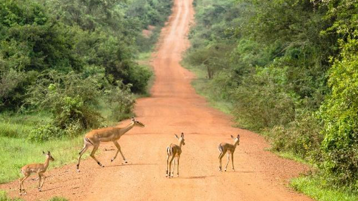 Lake Mburo N.P. – Flight