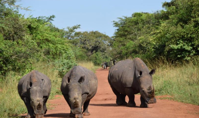Entebbe – Ziwa Rhino sanctuary - Murchison Falls N.P.
