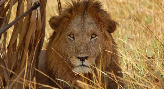 Murchison Falls N.P. – Kibale N.P.