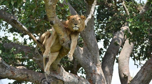 Queen Elizabeth N.P. – Bwindi N.P.