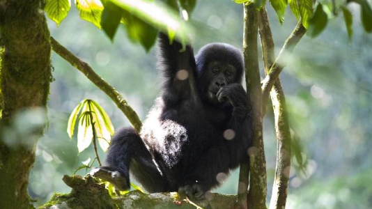 Bwindi N.P. – Kisoro