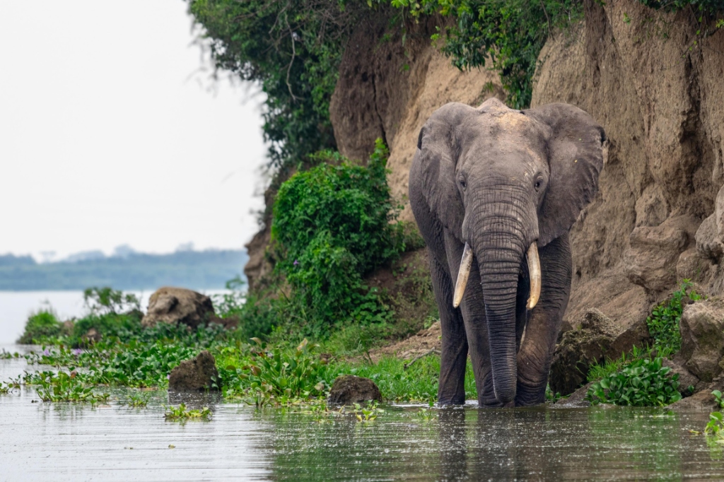 Uganda wildlife