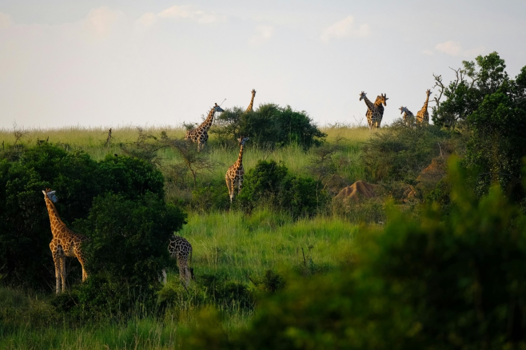 Gorilla Tracking & Savannah Safari activity 3