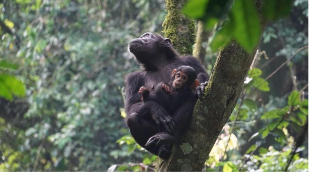 Queen Elizabeth N.P. – Rwenzori Mountains